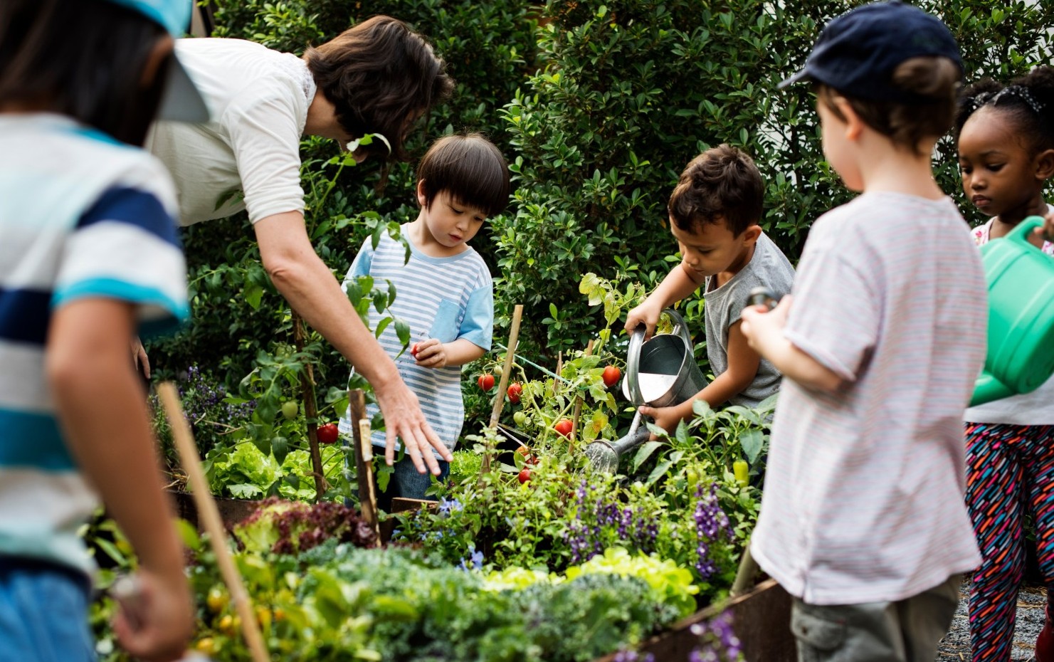 Children stand around a garden bed that is growing tomatoes. One is watering. A teacher gestures with their hand.
