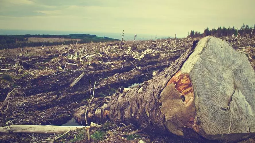deforestation 405749 960