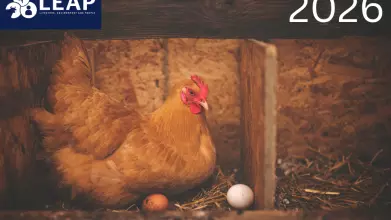 A flyer for a conference. The picture is of a brown chicken sitting on two eggs, one brown, another white, and on straw. The top left has a logo reading LEAP in dark blue. The top right says 2026. Below centre is written 22 April 2026, Worcester College, 