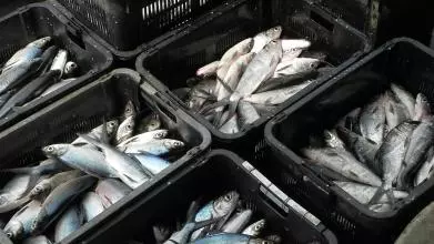 fish 1269891 960