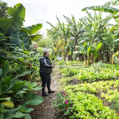 A person stands to the left, watering a garden of vegetables