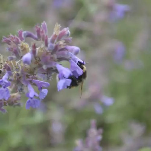 A bumblebee visiting a lavender plant