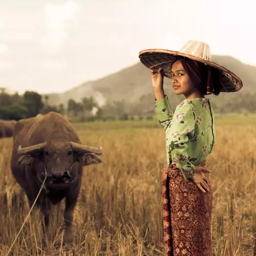 paddy field 2525358