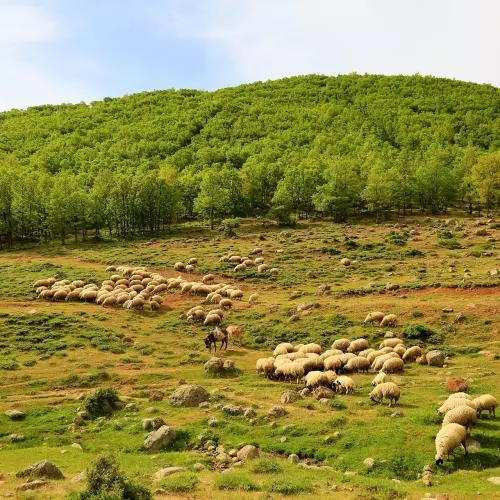 sheep 4246443