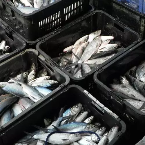 fish 1269891 960