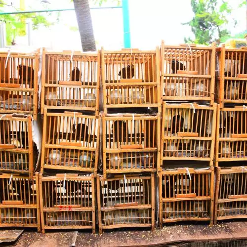 birds 4945927