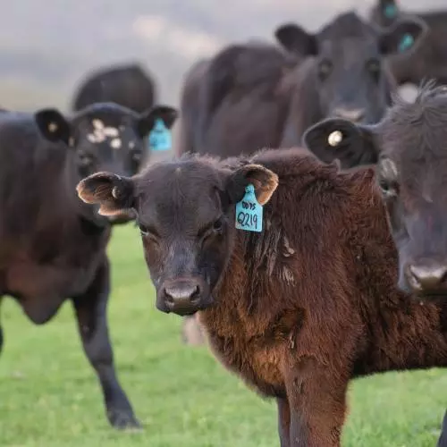 cow 4527003