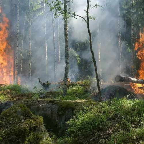 forest fire 432870