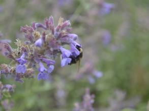 A bumblebee visiting a lavender plant