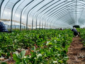 A polytunnel filled with green vegetables. People are kneeling and picking the vegetables, backs to the camera