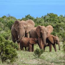 elephant family 2776148