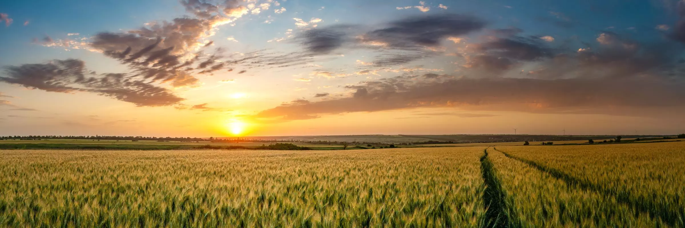 A sun sets in the distance, highlighting grains growing in a large field.